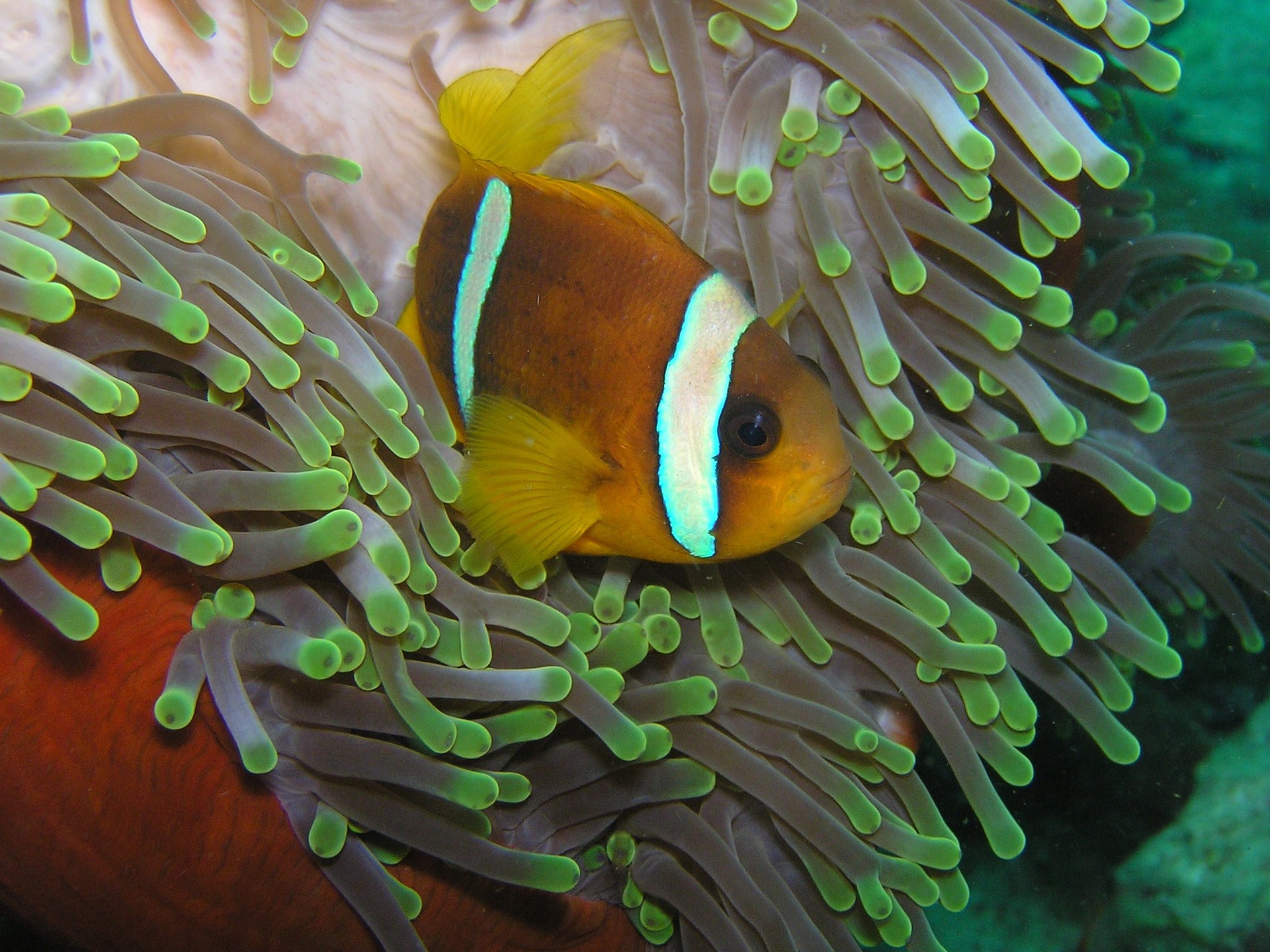 Clownfish