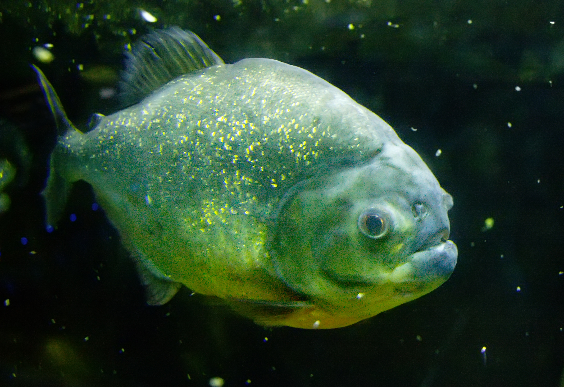 Esempio di Piranha
